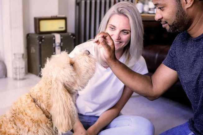 $25 Off at Trusted Housesitters