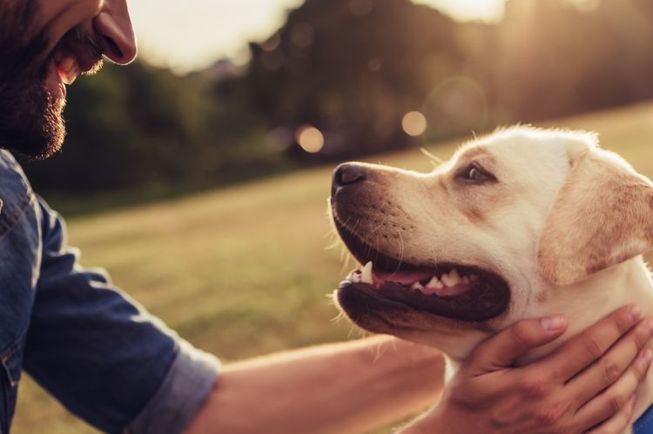 30% Off at Budget Pet Care