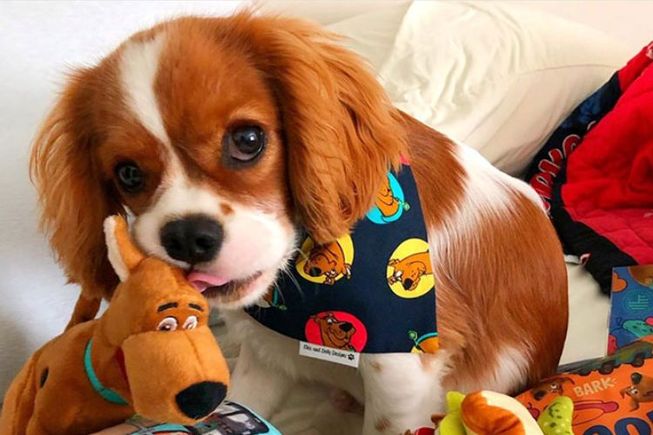 $5 Savings at BarkBox